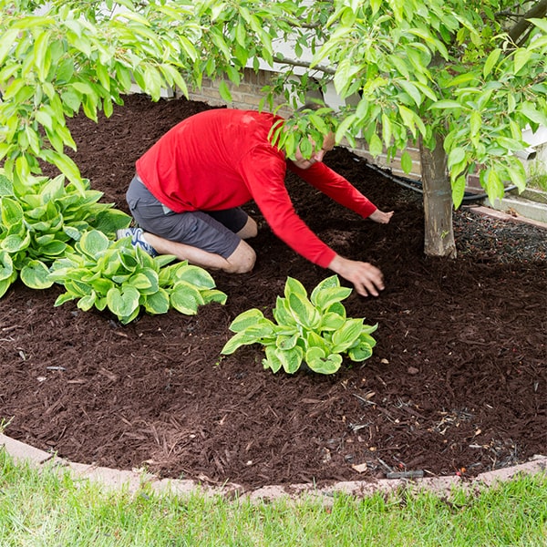 mulch installation helps to suppress weed growth and reduce the need for frequent weeding